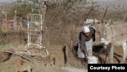 姆佛.马谢勒(Mpho Mashele)的八头驴子是她最珍贵的资产，也是维持家计所需。他们在南非首府比勒陀利亚(Pretoria)北方小农村用驴子运送物品。(美国之音卡西姆拍摄)