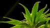 美国新泽西州种植的医用大麻（2019年3月22日）。