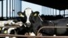 FILE - Cows are seen at a dairy in California, Nov. 23, 2016. Genome sequencing of milk from Nevada has identified a different strain of bird flu in dairy cows for the first time, the USDA said Feb. 5, 2025.